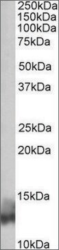 Anti-PLN (N-terminal) antibody produced in goat affinity isolated antibody, buffered aqueous solution