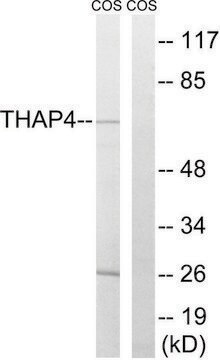 Anti-THAP4 antibody produced in rabbit affinity isolated antibody