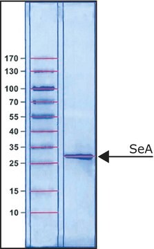 ブドウ球菌エンテロトキシンA Staphylococcus aureus由来