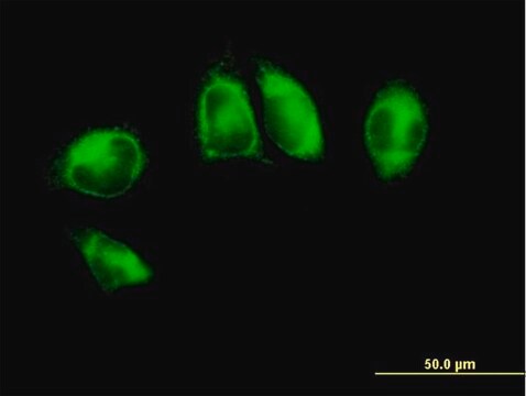 Anti-POR antibody produced in mouse purified immunoglobulin, buffered aqueous solution