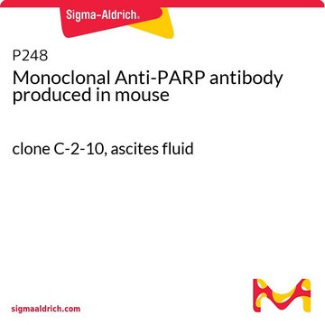 モノクローナル抗PARP抗体 マウス宿主抗体 clone C-2-10, ascites fluid