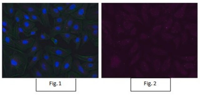 Anti-Bmi-1 Antibody, clone F6, Alexa Fluor&#8482; 647 clone F6, from mouse, ALEXA FLUOR&#8482; 647