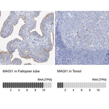 抗MAGI1 ウサギ宿主抗体 Prestige Antibodies&#174; Powered by Atlas Antibodies, affinity isolated antibody, buffered aqueous glycerol solution, ab2