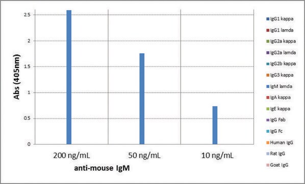 Anti-Mouse IgM antibody, Rabbit monoclonal recombinant, expressed in HEK 293 cells, clone RM109, purified immunoglobulin