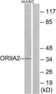 Anti-OR9A2 antibody produced in rabbit affinity isolated antibody