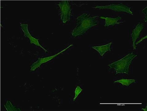 Monoclonal Anti-PLEK antibody produced in mouse clone 2D8, purified immunoglobulin, buffered aqueous solution