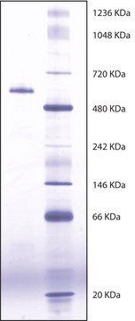 Butirilcolinesterase de soro equino Suitable for manufacturing of diagnostic kits and reagents, &#8805;900&#160;units/mg protein