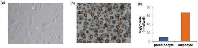 3T3-L1 DIFFERENTIATION KIT Sufficient for 100 mL differentiation medium