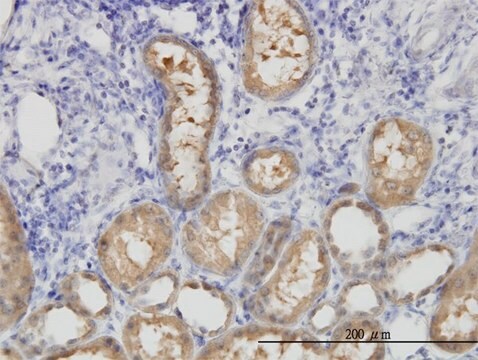 Monoclonal Anti-ALDH1L1 antibody produced in mouse clone 3E9, purified immunoglobulin, buffered aqueous solution