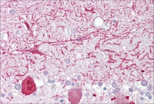 Anti-PON1 antibody produced in rabbit affinity isolated antibody