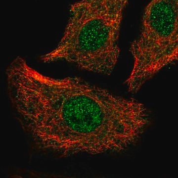 Anti-ATP2A2 antibody produced in rabbit Prestige Antibodies&#174; Powered by Atlas Antibodies, affinity isolated antibody