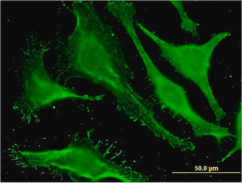 Monoclonal Anti-SBLF antibody produced in mouse clone 1F3, purified immunoglobulin, buffered aqueous solution