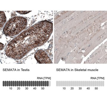 Anti-SEMA7A antibody produced in rabbit Prestige Antibodies&#174; Powered by Atlas Antibodies, affinity isolated antibody, buffered aqueous glycerol solution