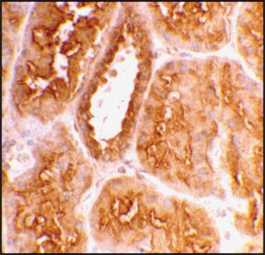 Anti-ACE2 antibody produced in rabbit affinity isolated antibody