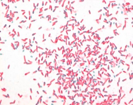 AFB-Color-Malachitgrün(Oxalat)-Lösung for the microscopic inverstigation of acid-fast bacteria (cold staining)