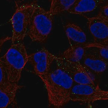 Anti-MYO16 antibody produced in rabbit Prestige Antibodies&#174; Powered by Atlas Antibodies, affinity isolated antibody