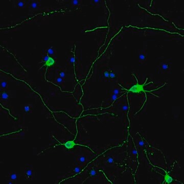 Neuro-Chrom panneuronaler Marker (Kaninchen), Alexa488-Konjugat Neuro-Chrom, from rabbit