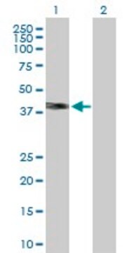 Anti-WNT3A antibody produced in rabbit purified immunoglobulin, buffered aqueous solution