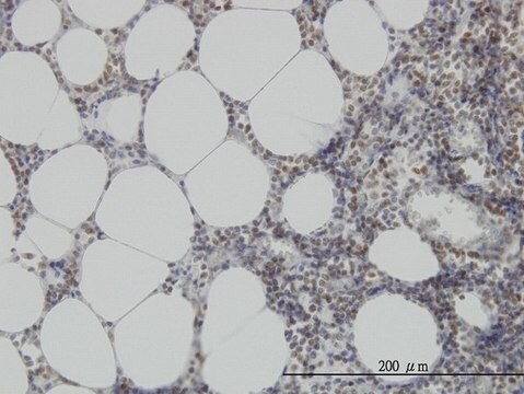 Monoclonal Anti-MPG, (N-terminal) antibody produced in mouse clone 2C5, purified immunoglobulin, buffered aqueous solution