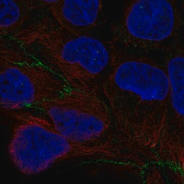 Anti-CGNL1 antibody produced in rabbit Prestige Antibodies&#174; Powered by Atlas Antibodies, affinity isolated antibody