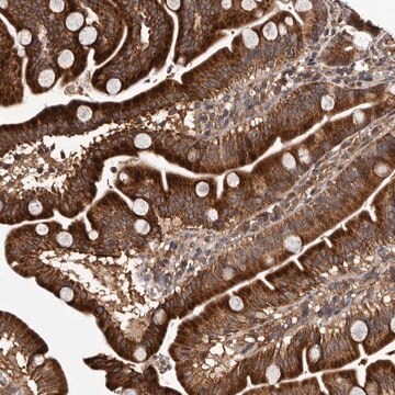 Anti-MKRN3 antibody produced in rabbit Prestige Antibodies&#174; Powered by Atlas Antibodies, affinity isolated antibody, buffered aqueous glycerol solution