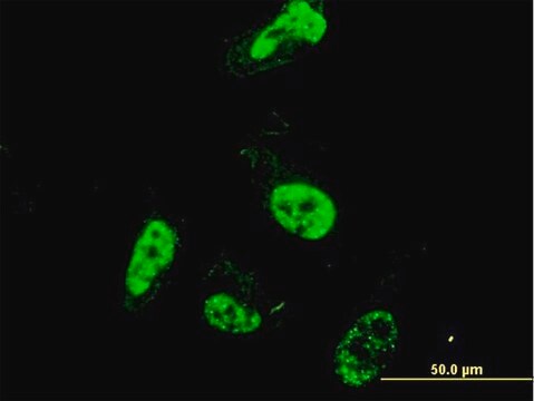 モノクロナール抗PML マウス宿主抗体 clone 1D12, purified immunoglobulin, buffered aqueous solution