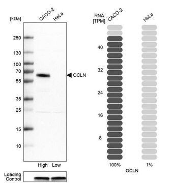 抗OCLN ウサギ宿主抗体 Prestige Antibodies&#174; Powered by Atlas Antibodies, affinity isolated antibody, buffered aqueous glycerol solution