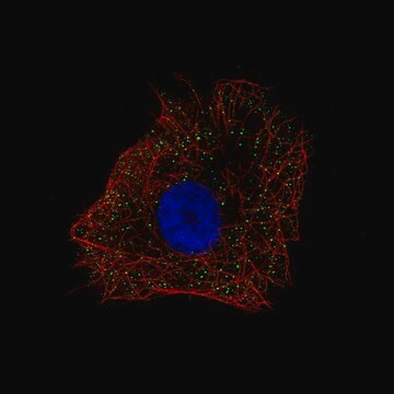 Anti-NDP antibody produced in rabbit Prestige Antibodies&#174; Powered by Atlas Antibodies, affinity isolated antibody, buffered aqueous glycerol solution