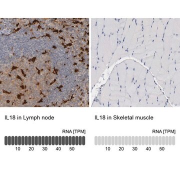 抗-IL18 兔抗 Prestige Antibodies&#174; Powered by Atlas Antibodies, affinity isolated antibody, buffered aqueous glycerol solution