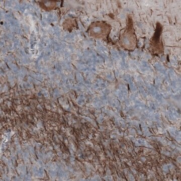 Monoclonal Anti-NEFH antibody produced in mouse Prestige Antibodies&#174; Powered by Atlas Antibodies, clone CL2671, purified immunoglobulin, buffered aqueous glycerol solution