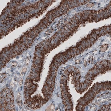 Monoclonal Anti-CS antibody produced in mouse Prestige Antibodies&#174; Powered by Atlas Antibodies, clone CL2553, purified immunoglobulin, buffered aqueous glycerol solution