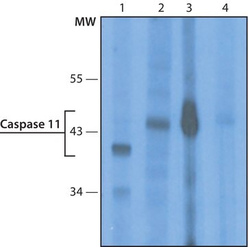 Monoclonal Anti-Caspase 11 antibody produced in rat clone 17D9, purified from hybridoma cell culture