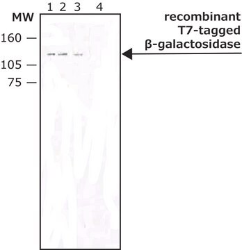 モノクローナル抗T7タグ抗体 マウス宿主抗体 purified immunoglobulin, buffered aqueous solution