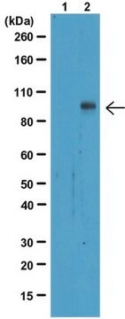 Anti-Phospho-Stat1(Tyr701)-Antikörper, Klon 5C9.2 clone 5C9.2, from mouse