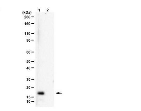 Anticorpo anti-istone H3.3 G34R from rabbit