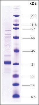 BCL-10 human recombinant, expressed in insect cells, &#8805;80% (SDS-PAGE)