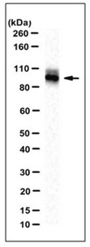 Przeciwciało anty-MAN1B1, klon 1D6 clone 1D6, from mouse