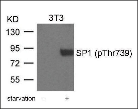 Anti-phospho-SP1 (pThr739) antibody produced in rabbit affinity isolated antibody