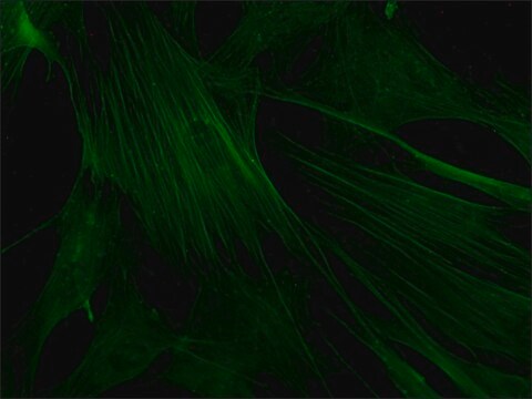 モノクローナル抗アクチン抗体–FITC標識 マウス宿主抗体 clone AC-40, purified immunoglobulin, buffered aqueous solution