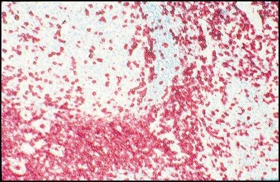 モノクロナール抗CD3 マウス宿主抗体 clone UCHT-1, purified immunoglobulin, buffered aqueous solution