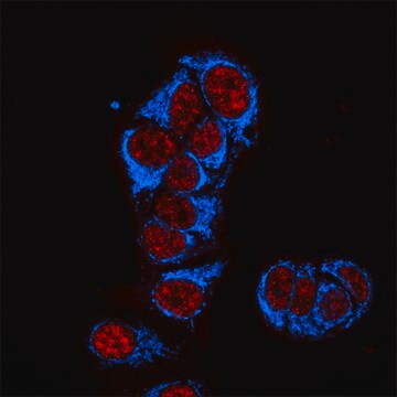 Anti-Mouse IgG2a (&#947;2a), CF&#8482;405S antibody produced in goat ~2&#160;mg/mL, affinity isolated antibody, buffered aqueous solution