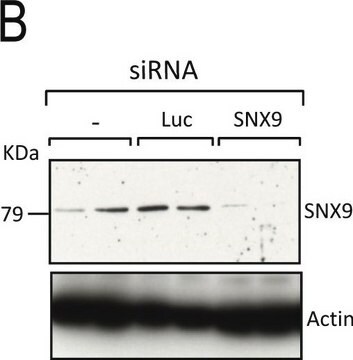 Anti-&#946;-Actin&#8722;Peroxidase antibody, Mouse monoclonal clone AC-15, purified from hybridoma cell culture