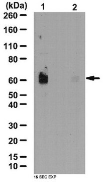 Anticorpo anti-fosfo-SPAK (Ser373) / Anticorpo anti-fosfo-OSR1 (Ser325) from rabbit, purified by affinity chromatography