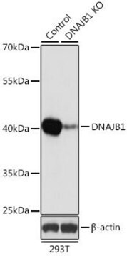 Anti-DNAJB1 antibody produced in rabbit