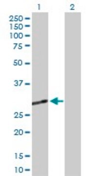 Anti-CECR1 antibody produced in rabbit purified immunoglobulin, buffered aqueous solution