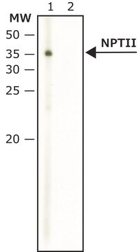 Anti-NPTII antibody produced in rabbit affinity isolated antibody, buffered aqueous solution