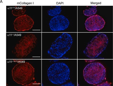 Anti-Mouse Collagen Type I Antibody Chemicon&#174;, from rabbit