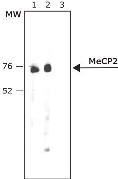 抗MeCP2 ウサギ宿主抗体 ~0.6&#160;mg/mL, affinity isolated antibody, buffered aqueous solution