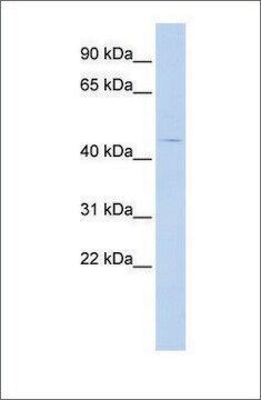 抗HTR4抗体 ウサギ宿主抗体 affinity isolated antibody