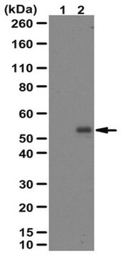 Anti-phospho-SMAD2-Antikörper (Ser465/467) from rabbit, purified by affinity chromatography